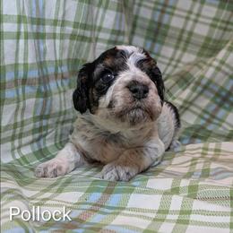 Pollock - Black and white male Cockapoo puppy in Sunset, Louisiana from Cano Cockapoos