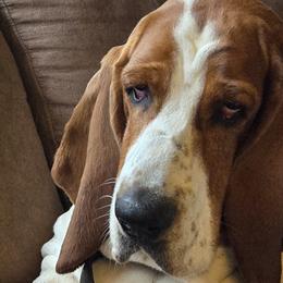 Basset Hounds from 14395 n. center rd