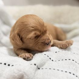 Steve (gray collar) - Apricot male Goldendoodle puppy in Twin Falls, Idaho from Magic Valley Family Doodles