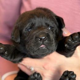 Jadis, Champion line English Lab - Black female Labrador Retriever puppy in Owosso, Michigan from Bennington Retrievers