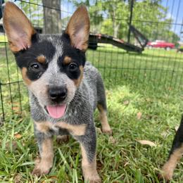 Australian Cattle Dog and Pembroke Welsh Corgi Puppies from 4Surge Cattle Dogs