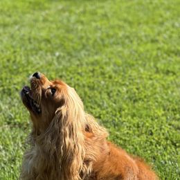 Luna - Cavalier King Charles Spaniel