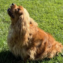 Luna - Cavalier King Charles Spaniel