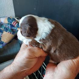 Daisy - Red tri female Miniature Australian Shepherd puppy in Mc Arthur, California from Kingscastle Ranch