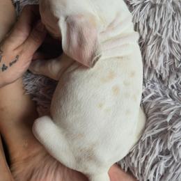 Lemon Spotted Female (Obake) - White and lemon female Dalmatian puppy in Salem, Missouri from Paradise Spots Dalmatians