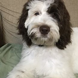 Job - Labradoodle