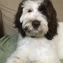 Job - Labradoodle