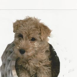 Lakeland Terriers from Wardrum