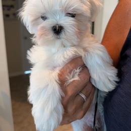Puppy girl one - White female Maltese puppy in Spring Hill, Florida from Cher Chien Maltese