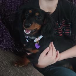 CICI - Dachshund