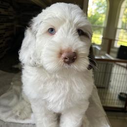 Rome - Chocolate male Australian Labradoodle puppy in Chuluota, Florida from Delano Australian Labradoodles