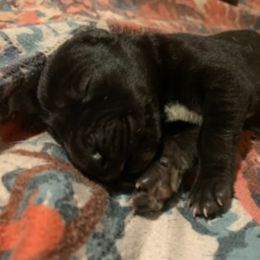 Pluto - Black male Great Dane puppy in Somerset, Ohio from Quarter Creek Danes