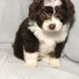 Aussiedoodle Puppies from Ohana Companions