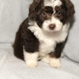 Aussiedoodle Puppies from Ohana Companions