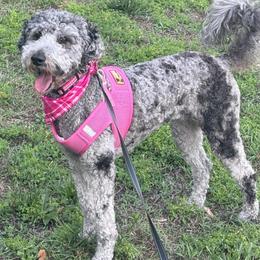 Dolly - Poodle