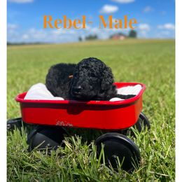 Rebel (Orange) - Silver male Poodle puppy in West Monroe, Louisiana from Diamond M Poodles and Doodles