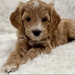 Cami - Parti female Goldendoodle puppy in Cleburne, Texas from Doodles of the Brazos