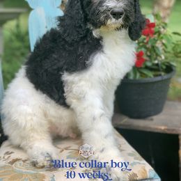 Saint Berdoodle Puppies from ProAct Canines