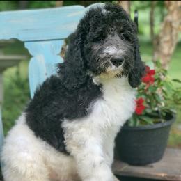 Saint Berdoodle Puppies from ProAct Canines