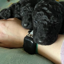 Poodle Puppies from Targa Poodles