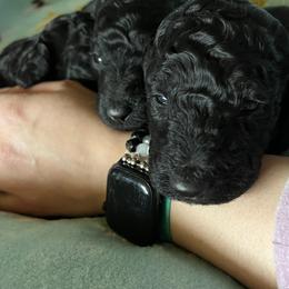 Poodle Puppies from Targa Poodles