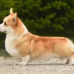 Pi - Pembroke Welsh Corgi