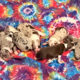 Border Collie puppies from Bear Hollow Border Collies