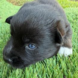 Bonnie - Black and white female Pomsky puppy in La Vergne, Tennessee from Atencio Pomsky
