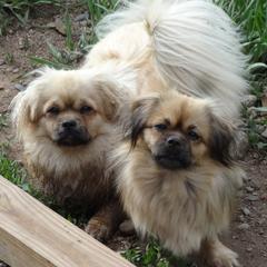 Tibetan Spaniels from Tibroke’s
