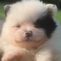 AKC limited Bowie - Black parti male Pomeranian puppy in Andrews, South Carolina from Purple Diamonds Kennel