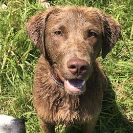 Clipper - Chesapeake Bay Retriever