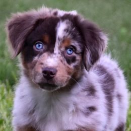 Toy Australian Shepherds from Cross Bar