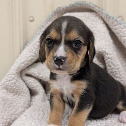 Girl 5 - Black tan and white female Beagle puppy in Baltimore, Maryland from Country Acres Farm