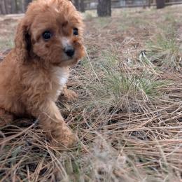 Baby Girl 2 - Red Cavapoo puppy in Sisters, Oregon from Saunders Hideaway Homestead