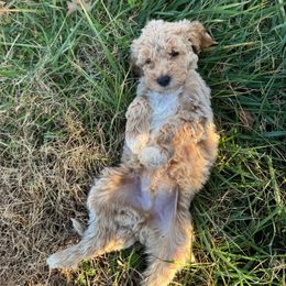 Blue Collar Standard Poodle - Red  male Poodle puppy in Murrayville, Georgia from Spoiled Rotten Kennels