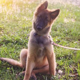 Belgian Tervuren Puppies from Aerglo Kennels