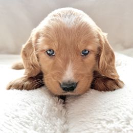 Companion Cross Puppies from Happy Tails Mini Goldens