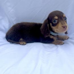 Light Blue - Chocolate and cream male Dachshund puppy in Silver Springs, Florida from DeMarsh's Dachshunds