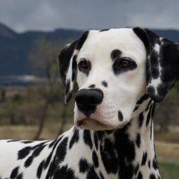 Boston Terriers and Dalmatians from Henderson's Boston Terriers & Dalmatians