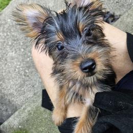 Silky Terrier Puppies from Brawley's Beautiful Babies
