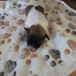 Girl1 - White female Havanese puppy in Batesville, Arkansas from Hillbilly Havanese