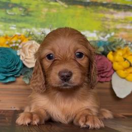 Spookalicious - Red female Dachshund puppy in Floresville, Texas from Muddy River Dachshunds