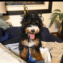 Logan - Bernedoodle