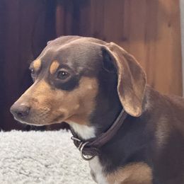 Buster - Dachshund