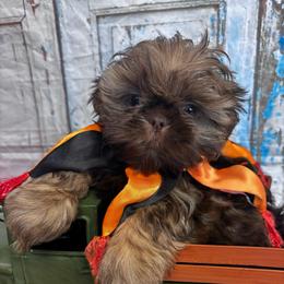 Tater Tot - Liver male Shih Tzu puppy in Claremont, California from Lovable Shih Tzus