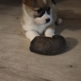Pink collar - Sable female Pembroke Welsh Corgi puppy in Fallon, Nevada from Fuzzy Butt Corgis