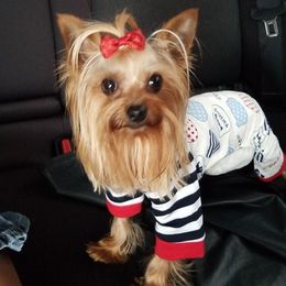 Yorkshire Terriers from Angie's Yorkshire Terriers