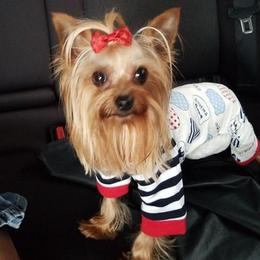 Yorkshire Terriers from Angie's Yorkshire Terriers