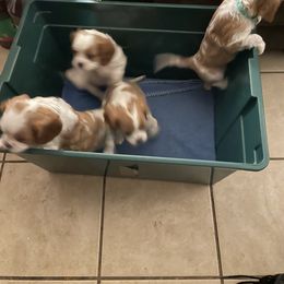 Cavalier King Charles Spaniel Puppies from Karen's Cavalier King Charles Spaniels