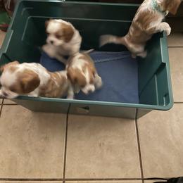 Cavalier King Charles Spaniel Puppies from Karen's Cavalier King Charles Spaniels
